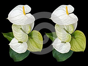 Two branch white anthurium flower with green leaves isolated on black background for stock photo or background textures. summuer