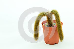 Two-branched Cactus