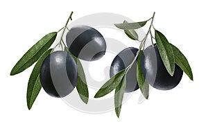 Two branches of black olives isolated on white background