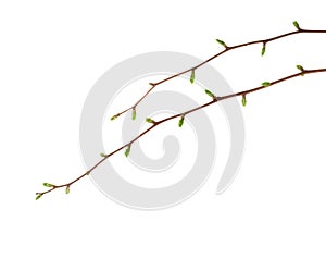 Two branches with buds by early spring isolated on white background