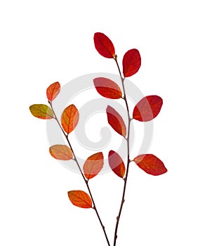 Two branches with colorful autumn leaves Cotoneaster isolated on white background