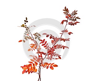 Two branches with colorful autumn leaves Rose isolated on white background. Selective focus