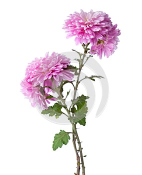 Two branches with flowers of chrysanthemums