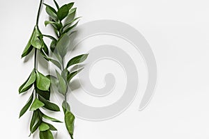 Two branches with green leaves on a white background