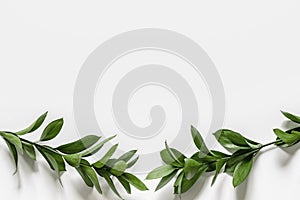 Two branches with green leaves on a white background