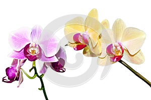 Two branches of the orchid
