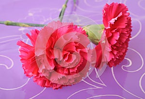 Red carnation
