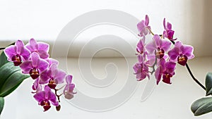 Two branches of striped purple mini orchids Sogo Vivien. Phalaenopsis, Moth Orchid with green leaves on white background