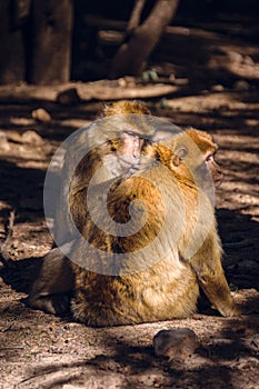 Two brarbary macaque monkeys delousing, Ifrane, Morocco