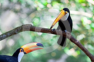 Two brasilia toucan photo