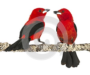 Two Brazilian Tanager perched on a branch