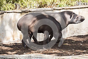 Two brazillian tapir looking for food on earth