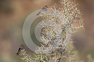 Two Brewer`s Sparrows in a bush