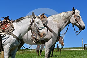 Two bridled and saddled white horses stand together at a roundup
