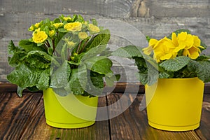 Two bright flower pots with yellow primroses on the wooden floor