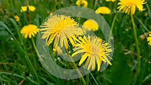 Two bright flowers fluffy yellow dandelions among green grass in meadow, summer. Close-up