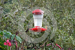 Two bright hummingbirds sitting on the opposite sides of a feeder