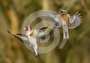 Two bright multi-colored finches fly.