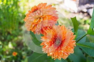 Two bright, orange dahlia flowers bloomed in a flower garden