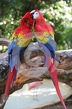 Two bright parrot on a branch