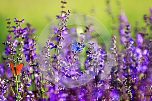 Natural background with two small bright  butterfly Blues sitting on purple flowers in summer Sunny day on a rural meadow