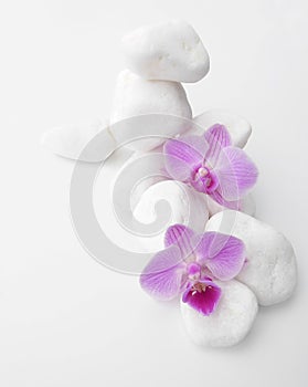 Two bright purple Phalaenopsis Orchids with stones