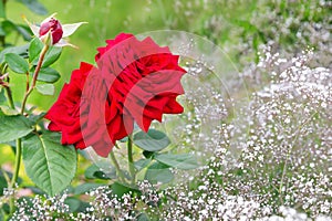 Two bright red blooming roses on a white  baby`s breath flowers gypsophila background.Concept of  beautiful combination of larg