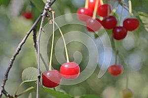 Two bright red cherries at branches outdoor