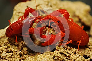 Two bright red crayfish are looking for prey in shallow water.