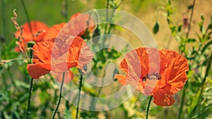 Two bright red poppies in the sun on background of green grass a