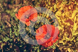 Two bright red poppies in the sun on background of green grass a