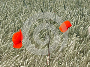 Two bright red poppy flowers in colorless grain field, summer season details