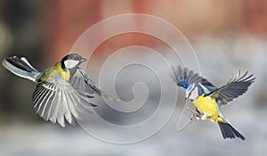 Two bright songbirds tit and azure fly widely spreading their wings and feathers on a Sunny spring day
