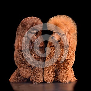 Two bright toy poodles