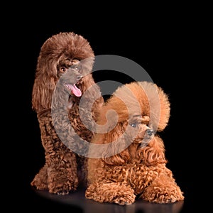 Two bright toy poodles