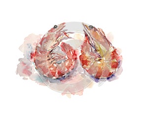 Two bright watercolor shrimp heart shaped, illustration