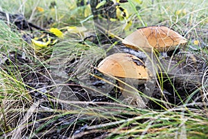 Two bright white mushrooms with orange cap Leccinum or Boletus grow in the autumn forest