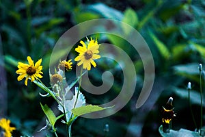 Two Bright Yellow Butter Daisy Resting In The Breeze