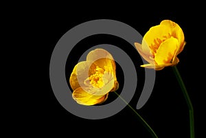 Two bright yellow flowers on black background