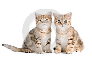 Two British breed kittens