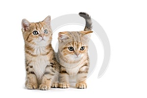 Two British breed kittens