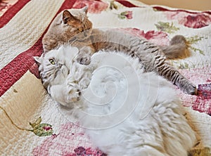 Two British cats, long-haired and short-haired, are hugging on the bed