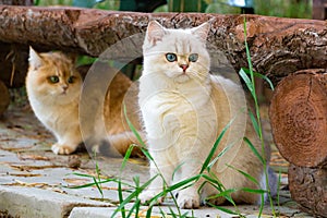 Two British cats sit in the backyard garden under a log bench