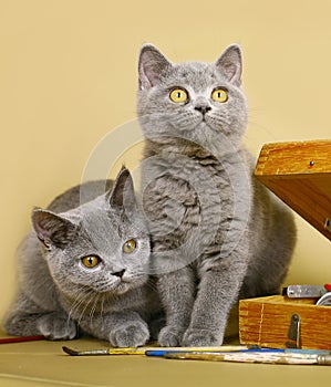 Two British kittens with paints