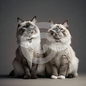 Two british long hair cats sitting on grey background, studio shot