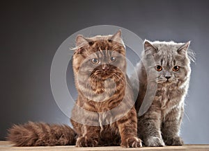 Two british longhair kittens