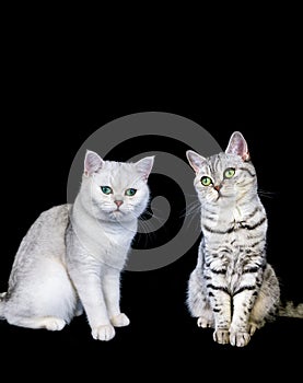 Two british short hair cats on black background