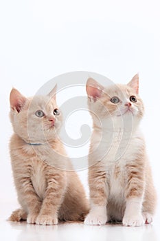 Two british short hair kitten on white