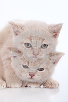 Two british short hair kitten on white