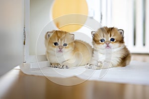 Two British Shorthair Golden Kittens sit on whites on a wooden floor in the room. little kitten Two brothers sitting and looking